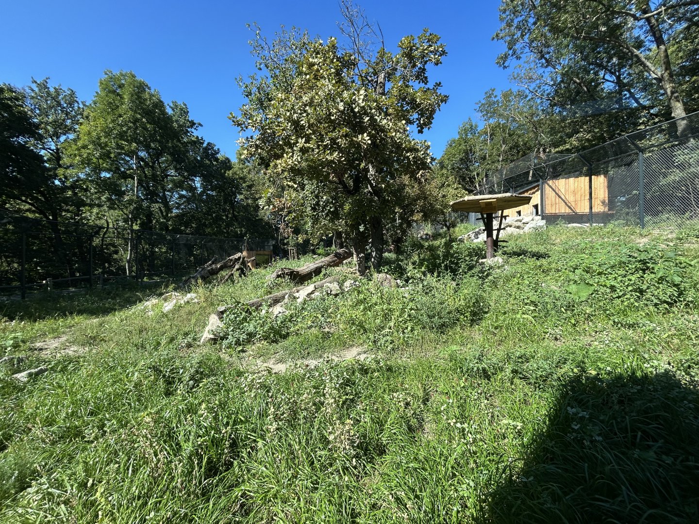 Eurasian Lynx Exhibit