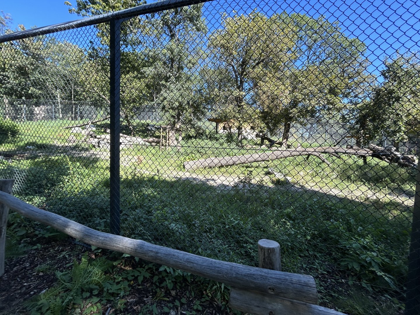Eurasian Lynx Exhibit