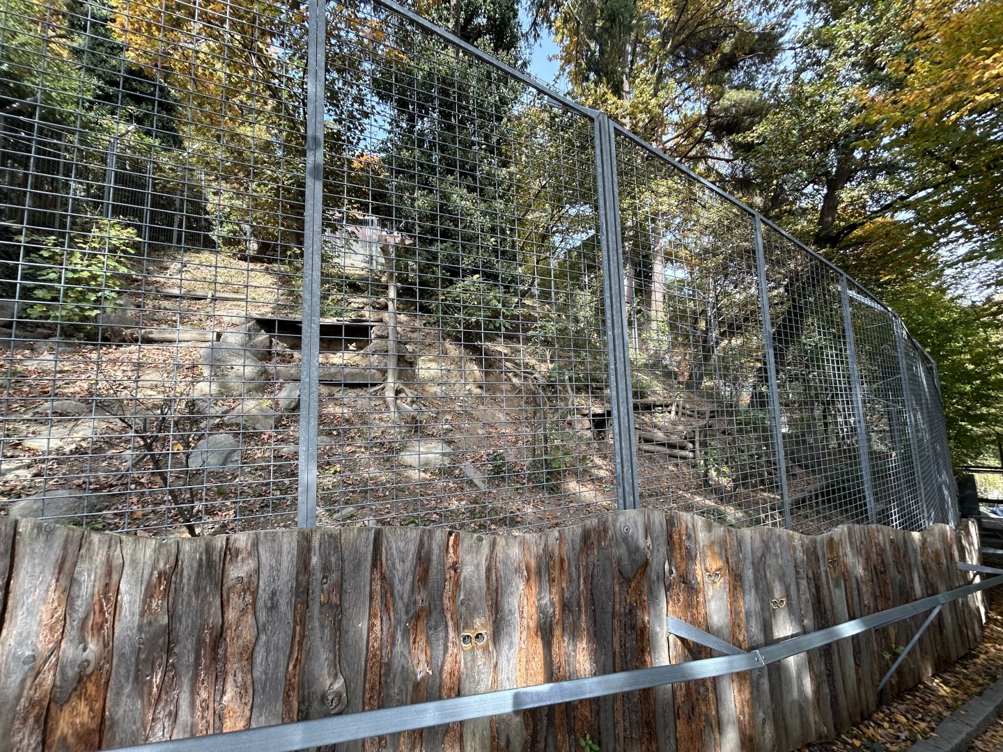 Eurasian Lynx Exhibit