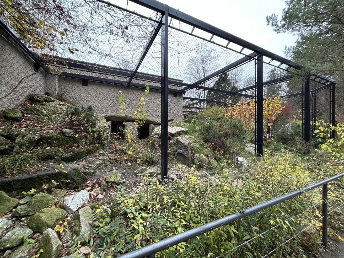 Eurasian Lynx Exhibit