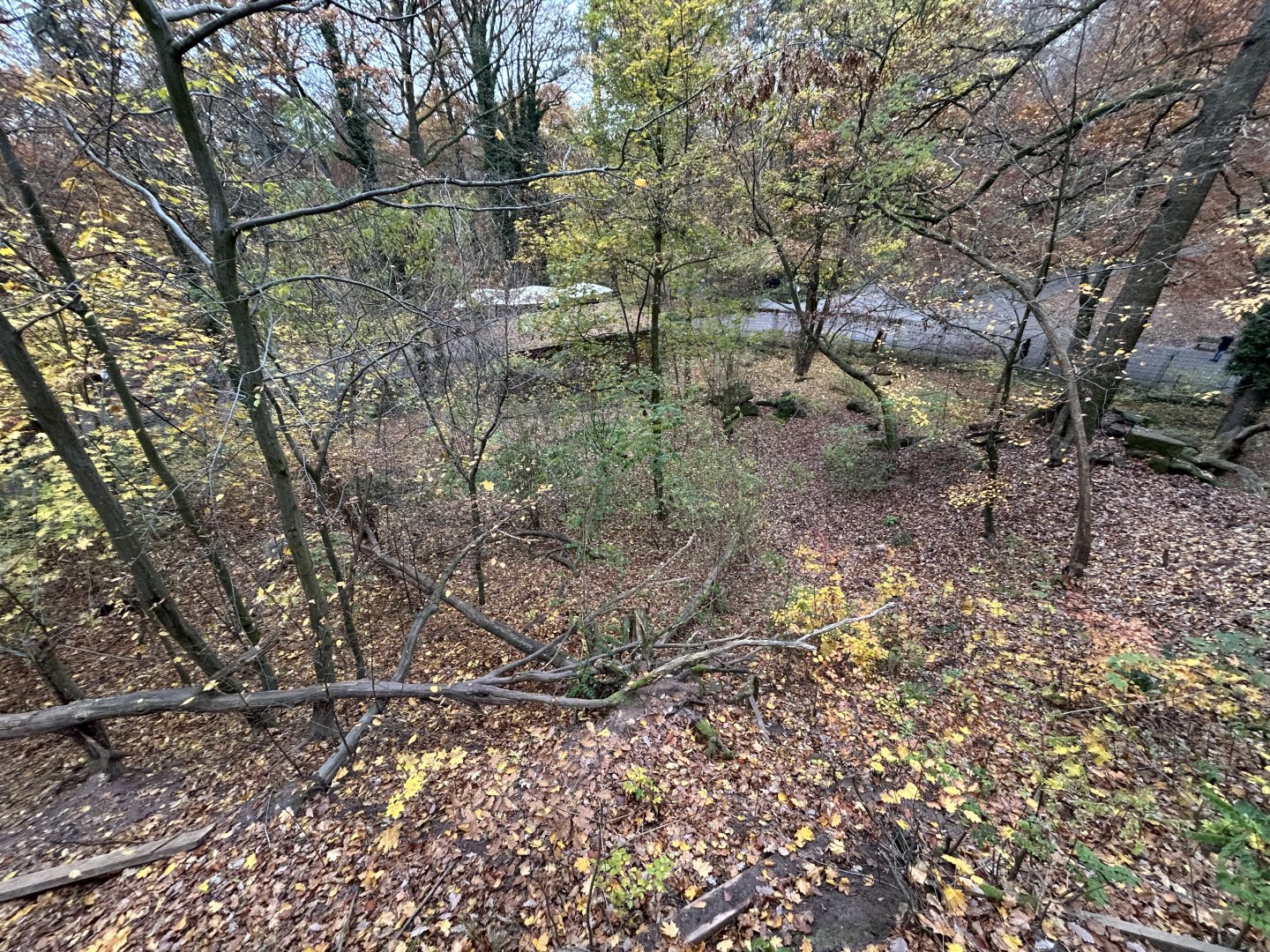 Eurasian Lynx Exhibit