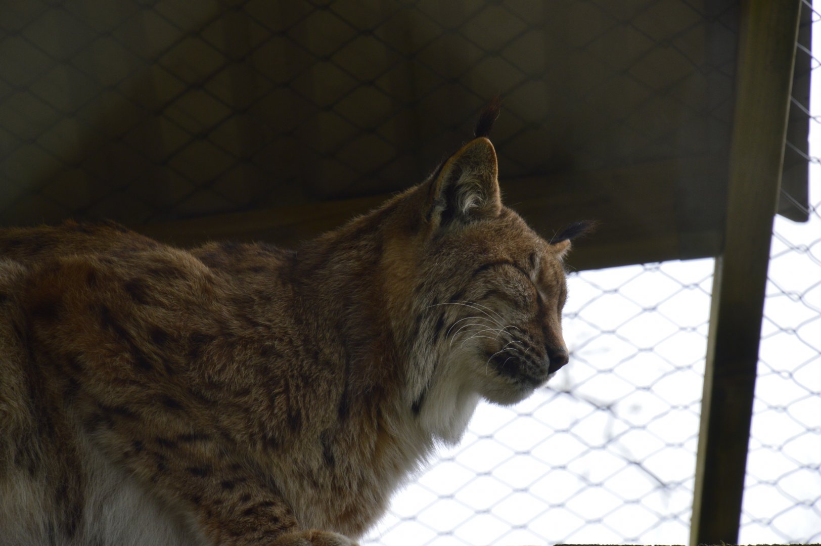 Eurasian Lynx - Exmoor Zoo April 2018