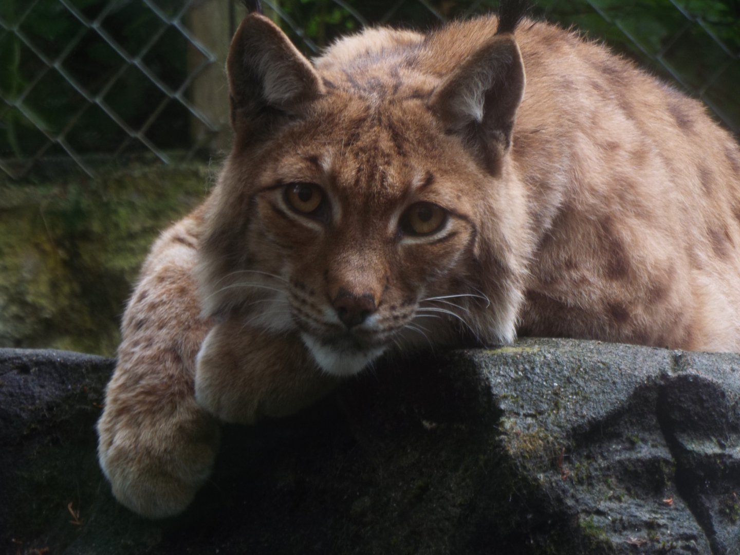 Eurasian Lynx, Exmoor Zoo