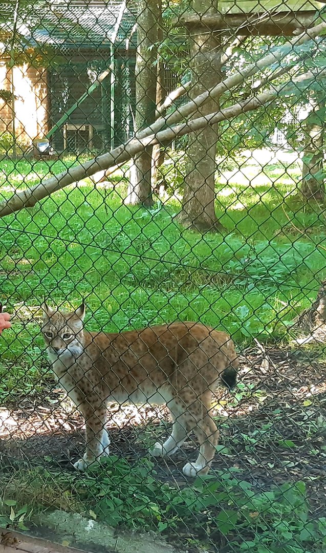 Eurasian lynx female.