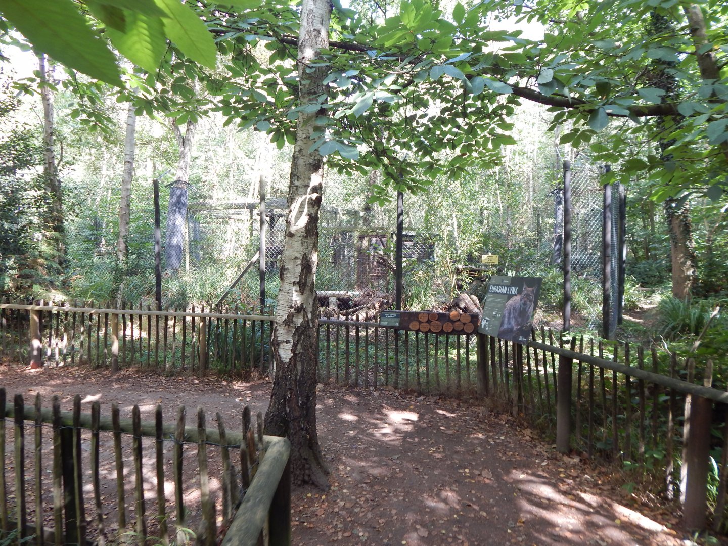 Eurasian lynx habitat 030924