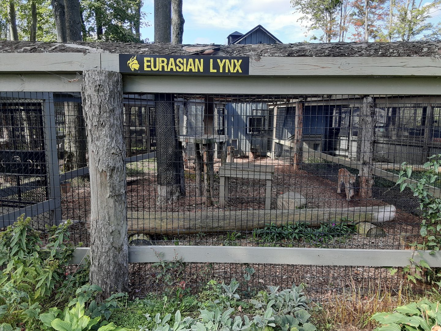 Eurasian Lynx Habitat