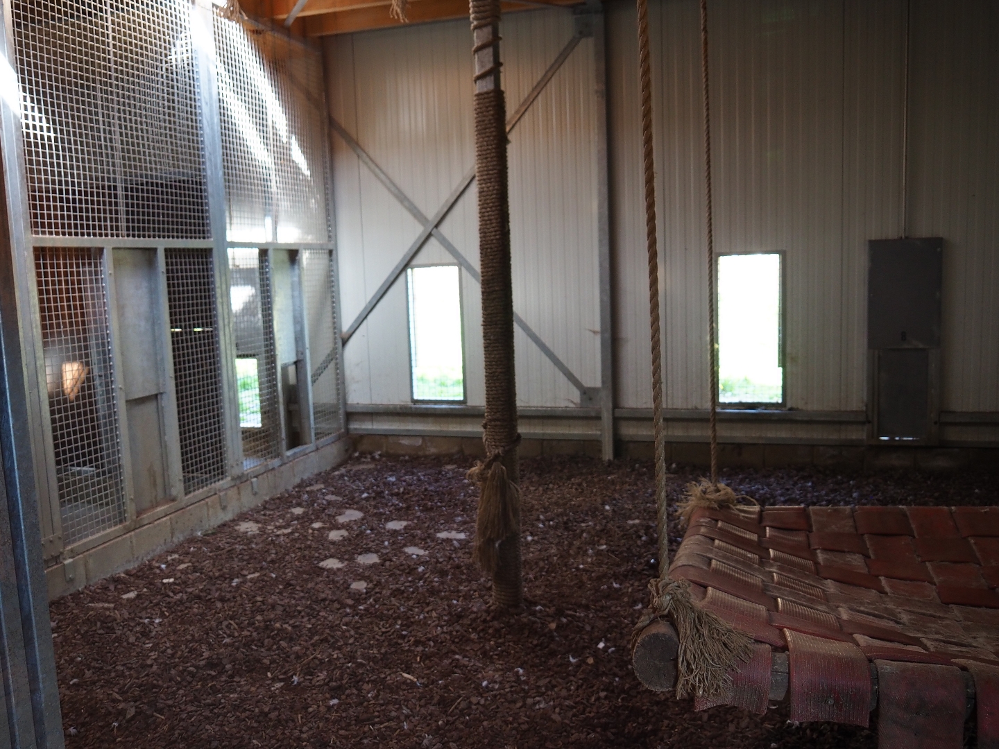 Eurasian lynx holding, 2019-03-30