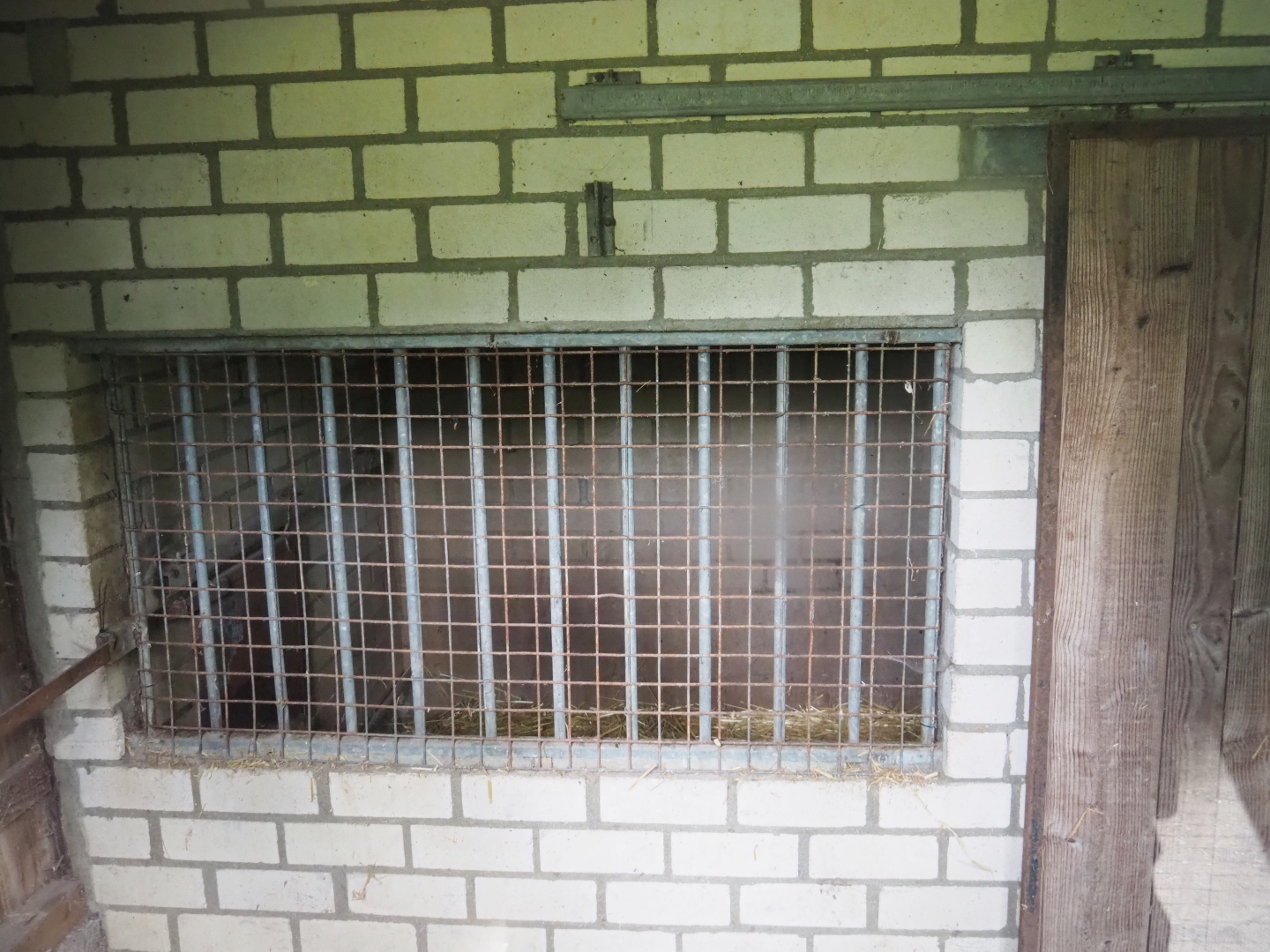 Eurasian lynx holding, 2019-05-25