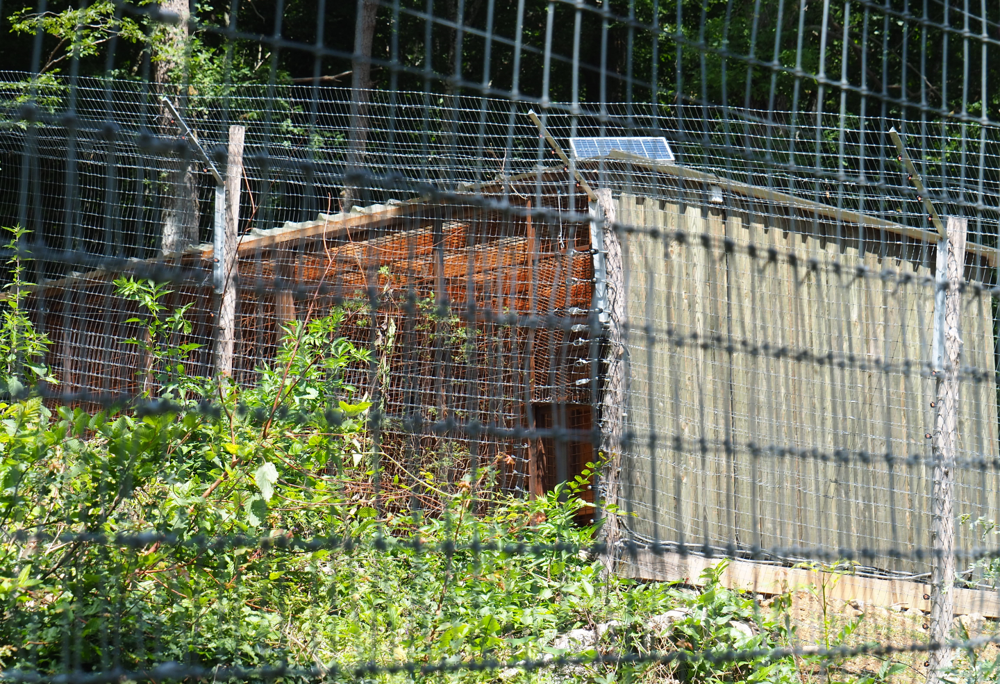 Eurasian lynx holding area, 2020-07-12