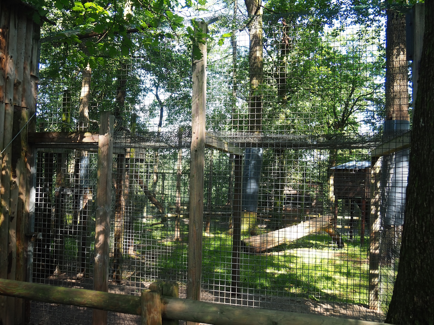 Eurasian lynx holding cage, 2023-06-24