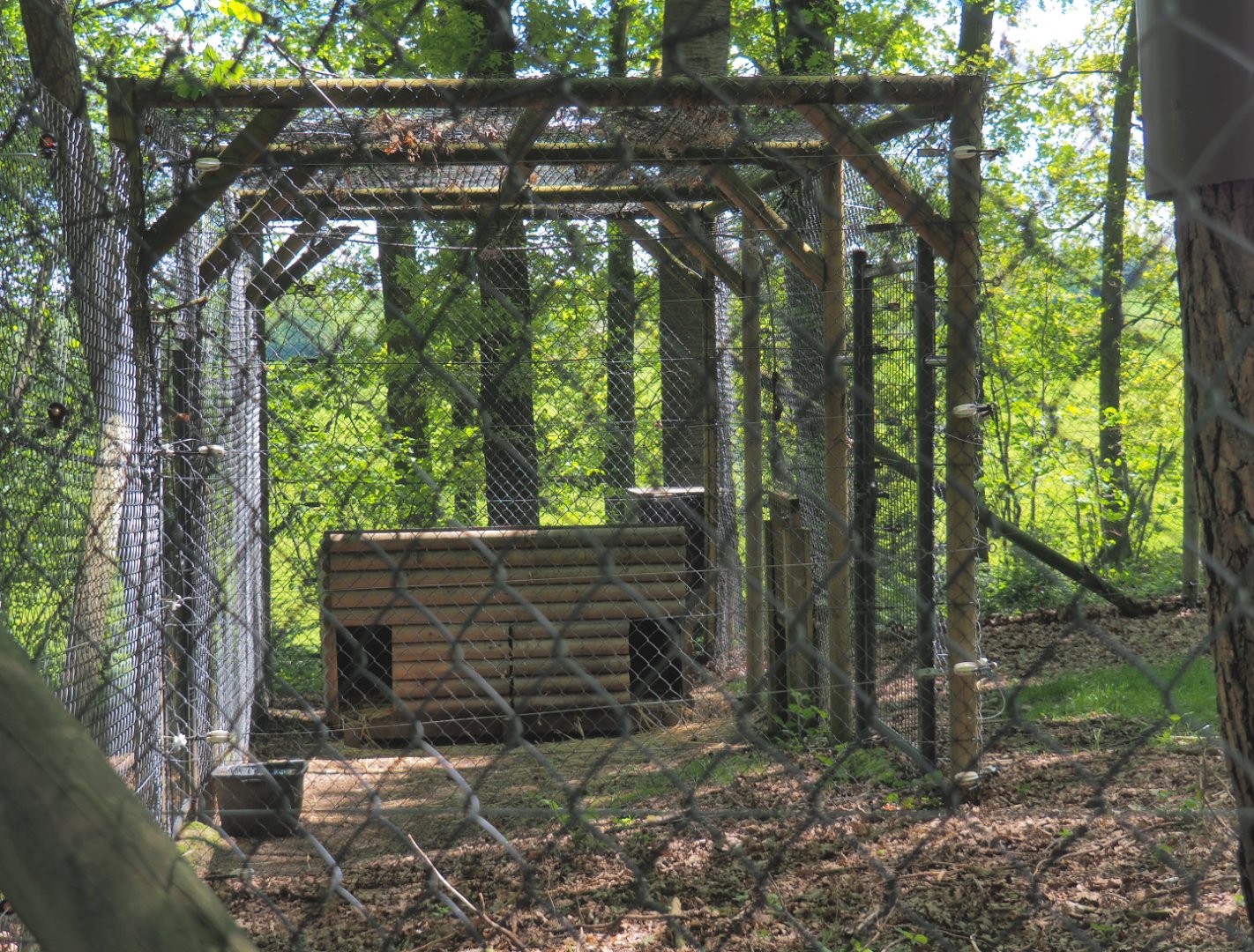 Eurasian lynx holding kennel, 2021-05-29
