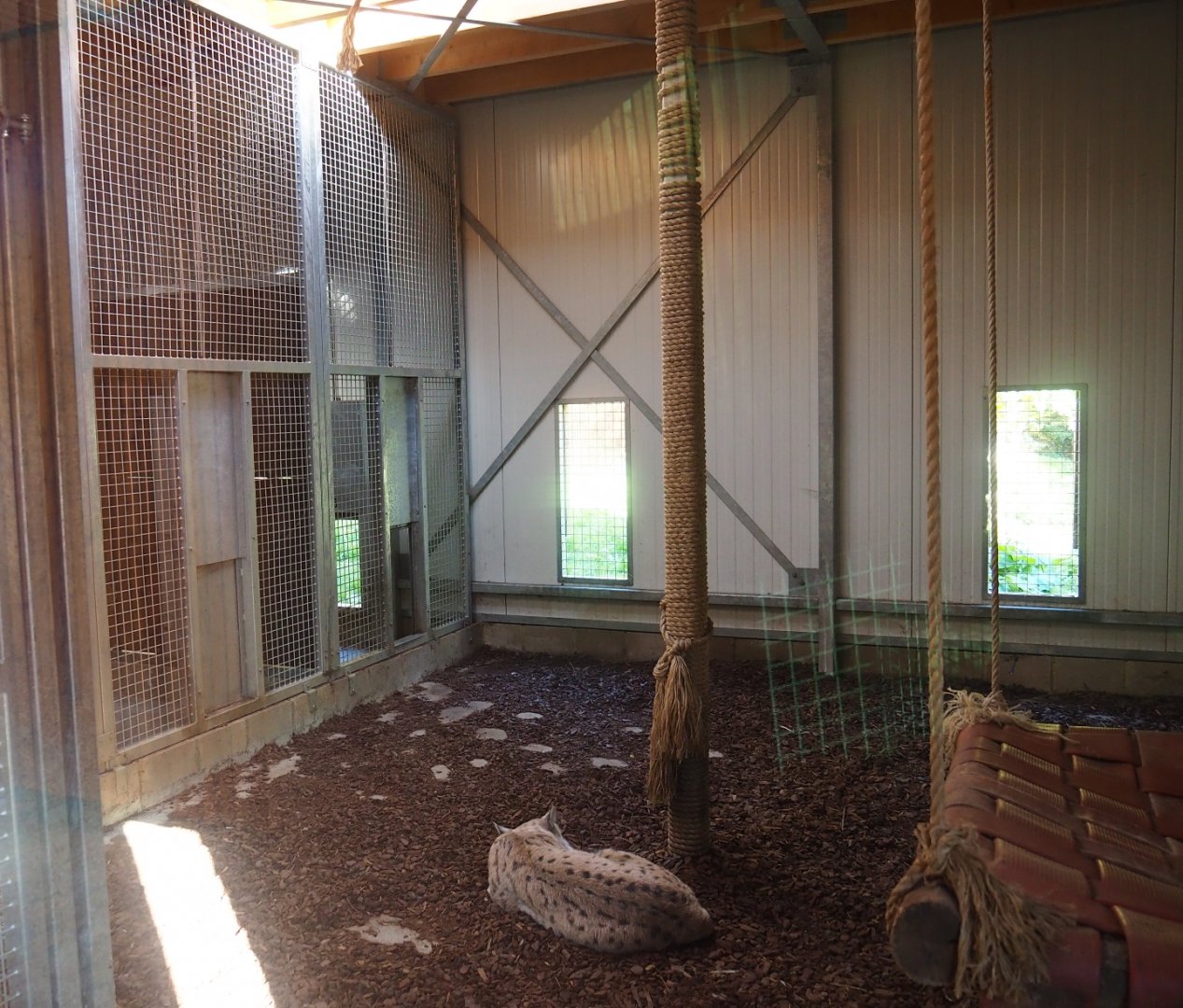 Eurasian lynx holding (Oct 13th, 2018)