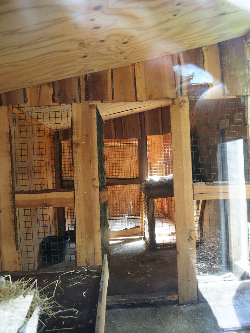 Eurasian lynx holding