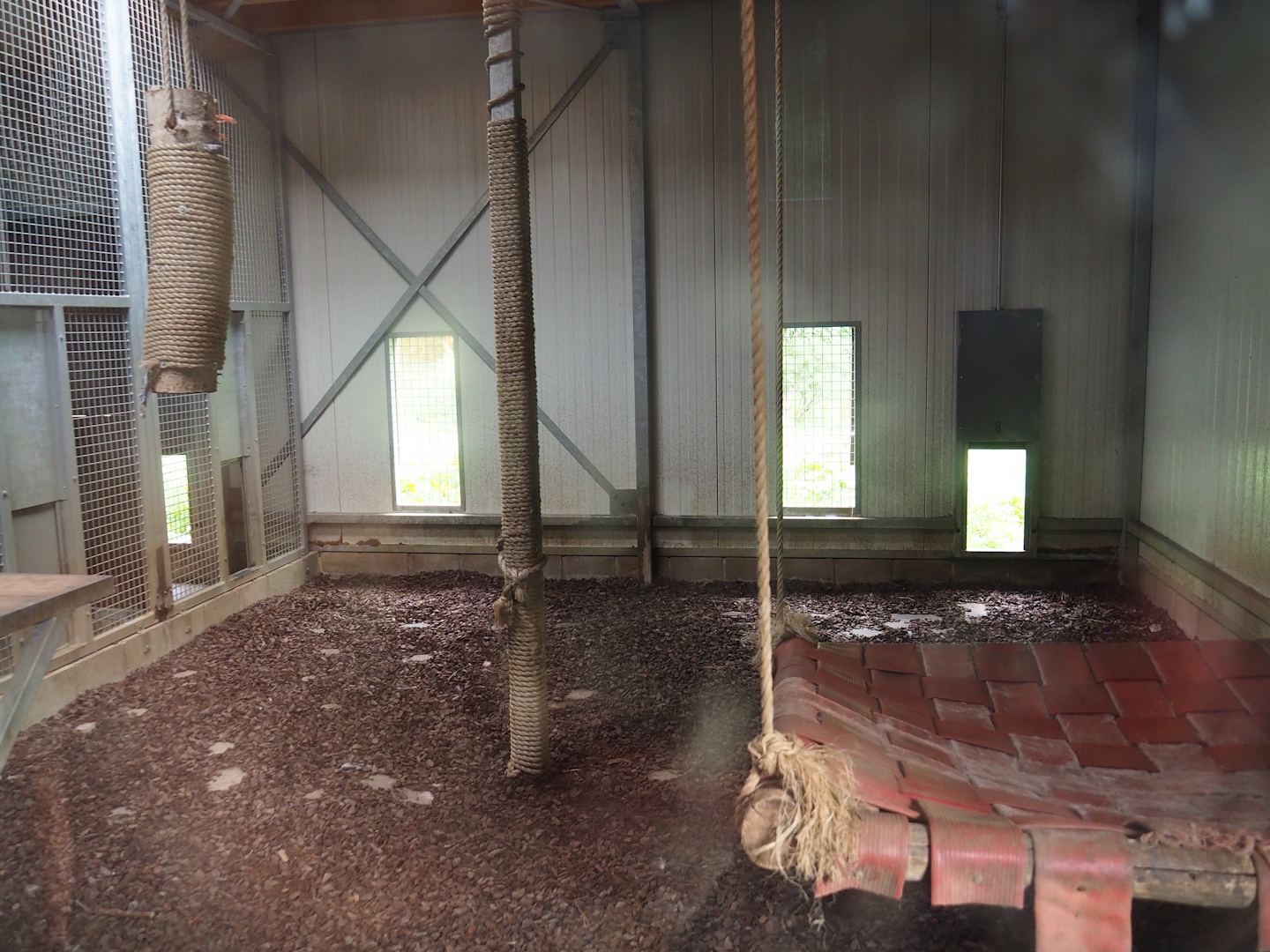 Eurasian lynx indoor holding, 2023-07-18