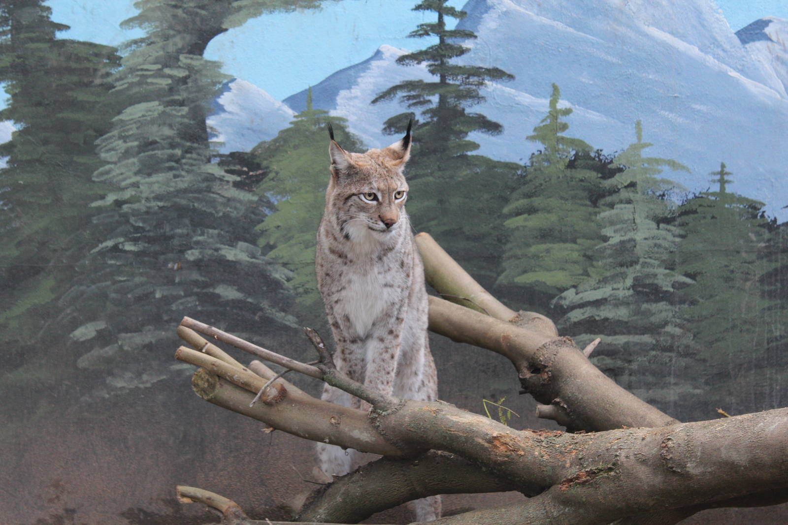 Eurasian Lynx - Jan 2014