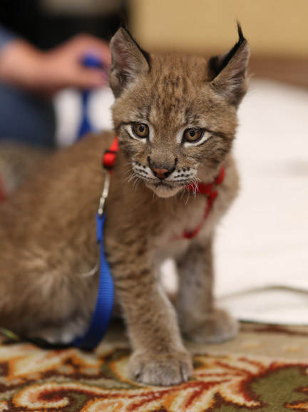 eurasian lynx kitten