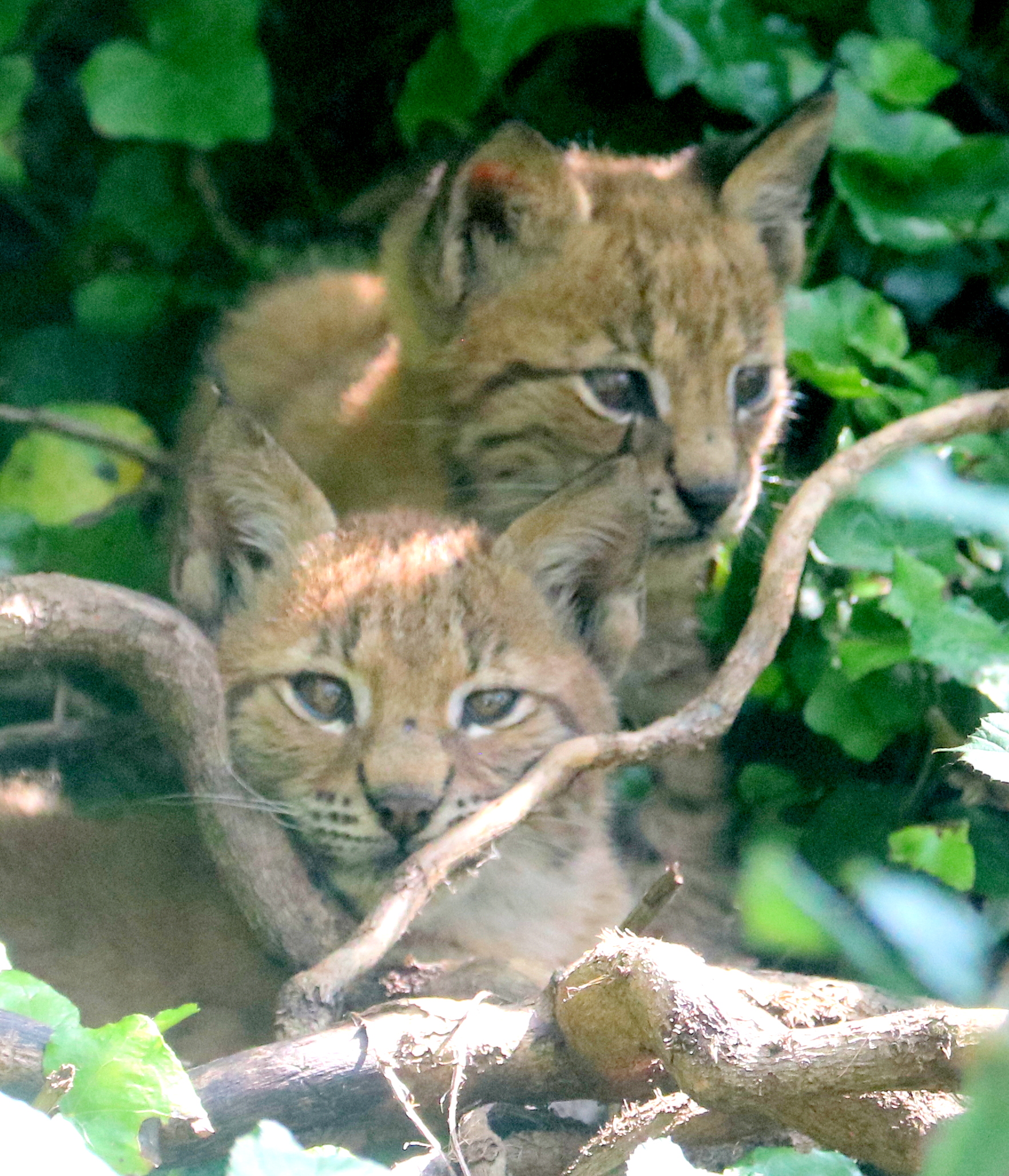 Eurasian lynx kittens; Wild Place; 22nd July 2021