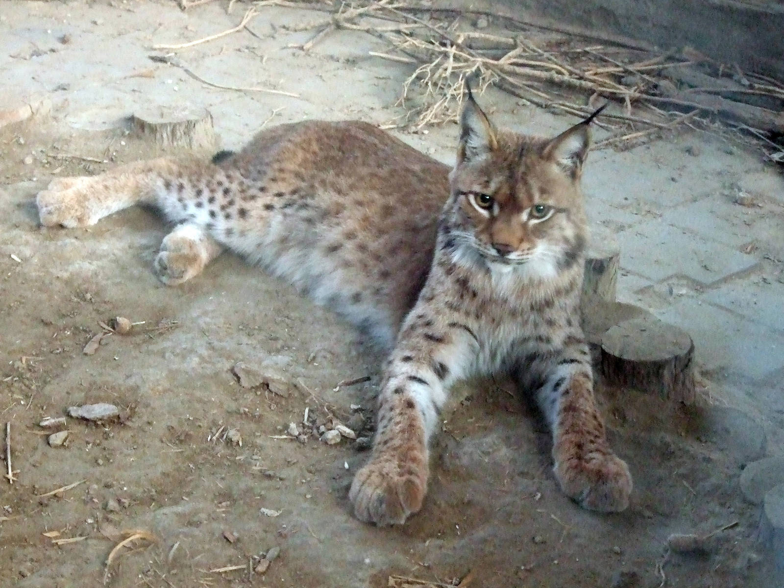 Eurasian lynx (L. l. isabellinus?)