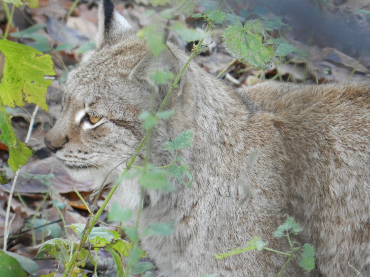 Eurasian Lynx (Lynx lynx) at The Wild Place Project, England