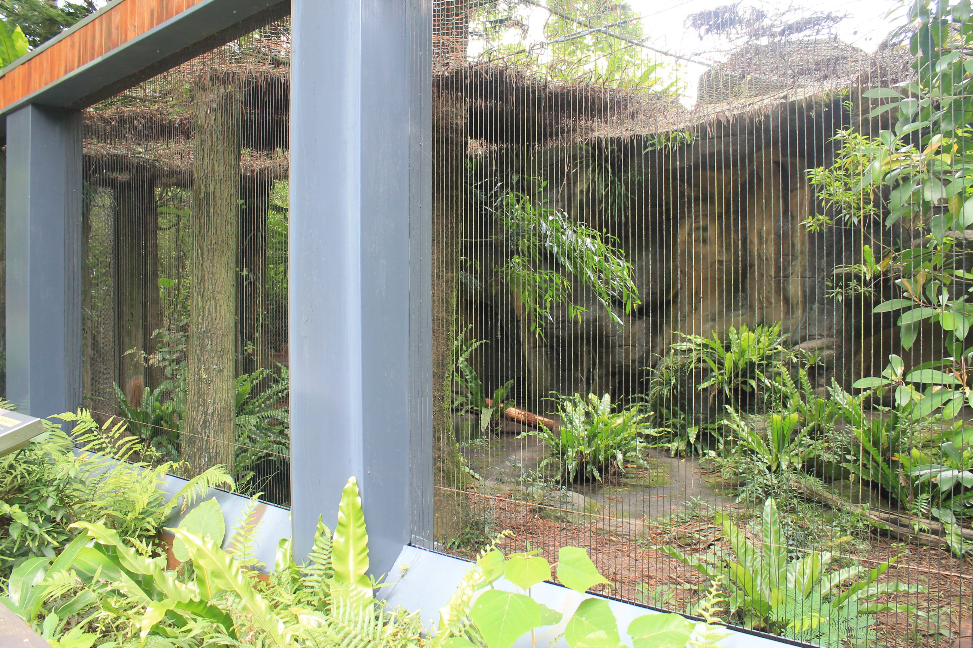 Eurasian Lynx (Lynx lynx) cage