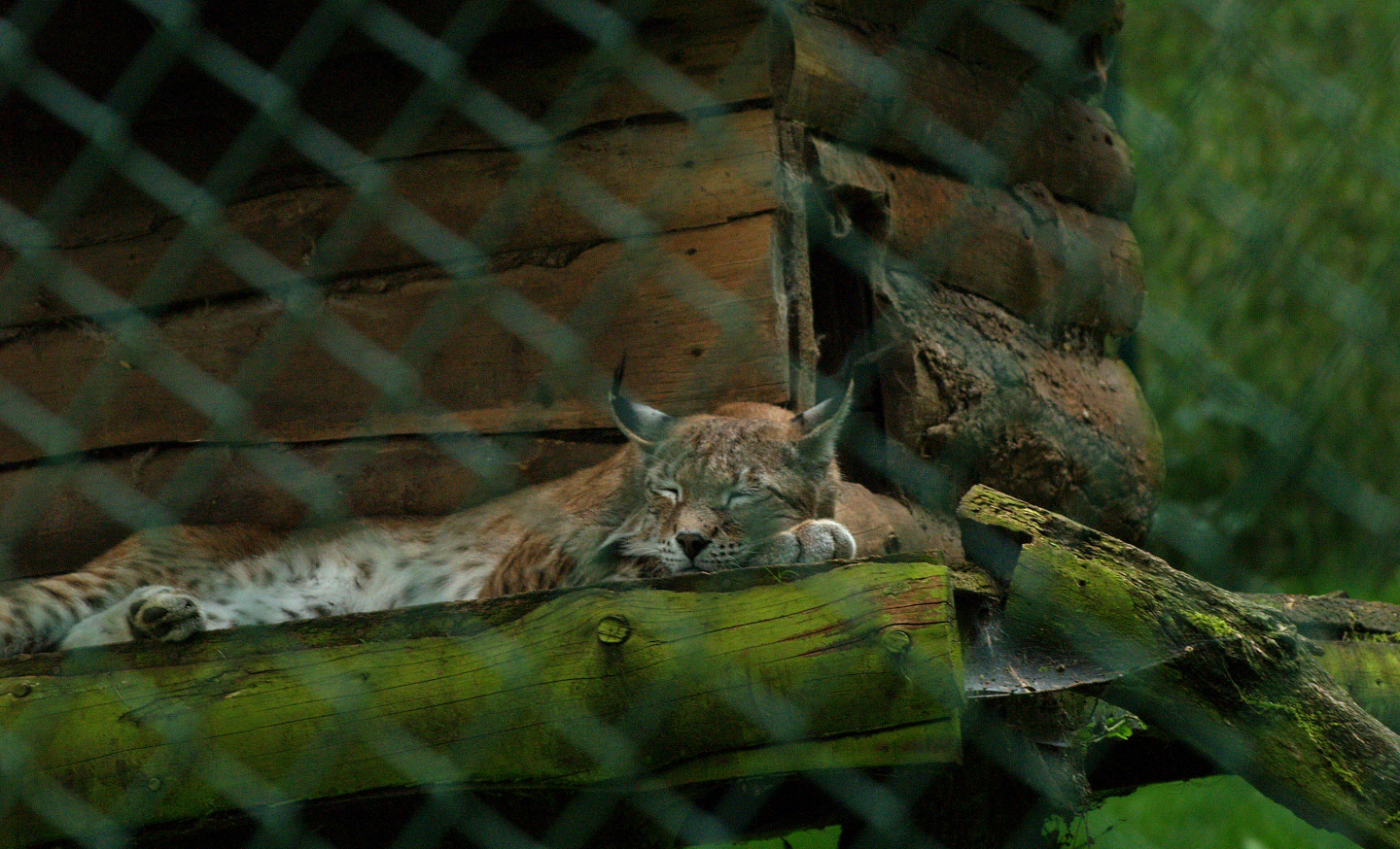 Eurasian lynx (Lynx lynx lynx), 2008-08-02