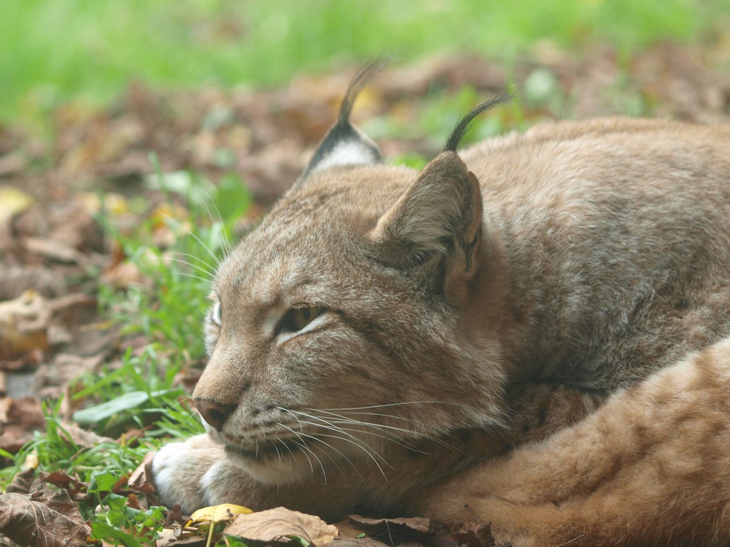 Eurasian lynx (Lynx lynx lynx), 2015-11-08