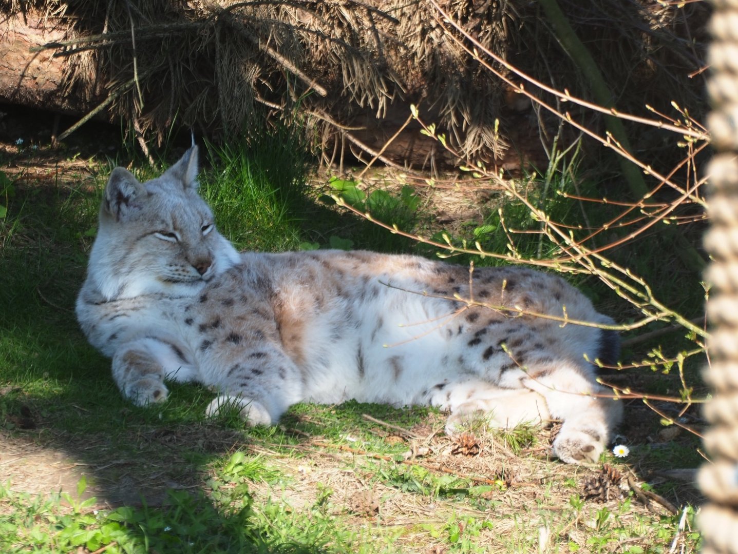 Eurasian lynx (Lynx lynx lynx), 2019-03-30