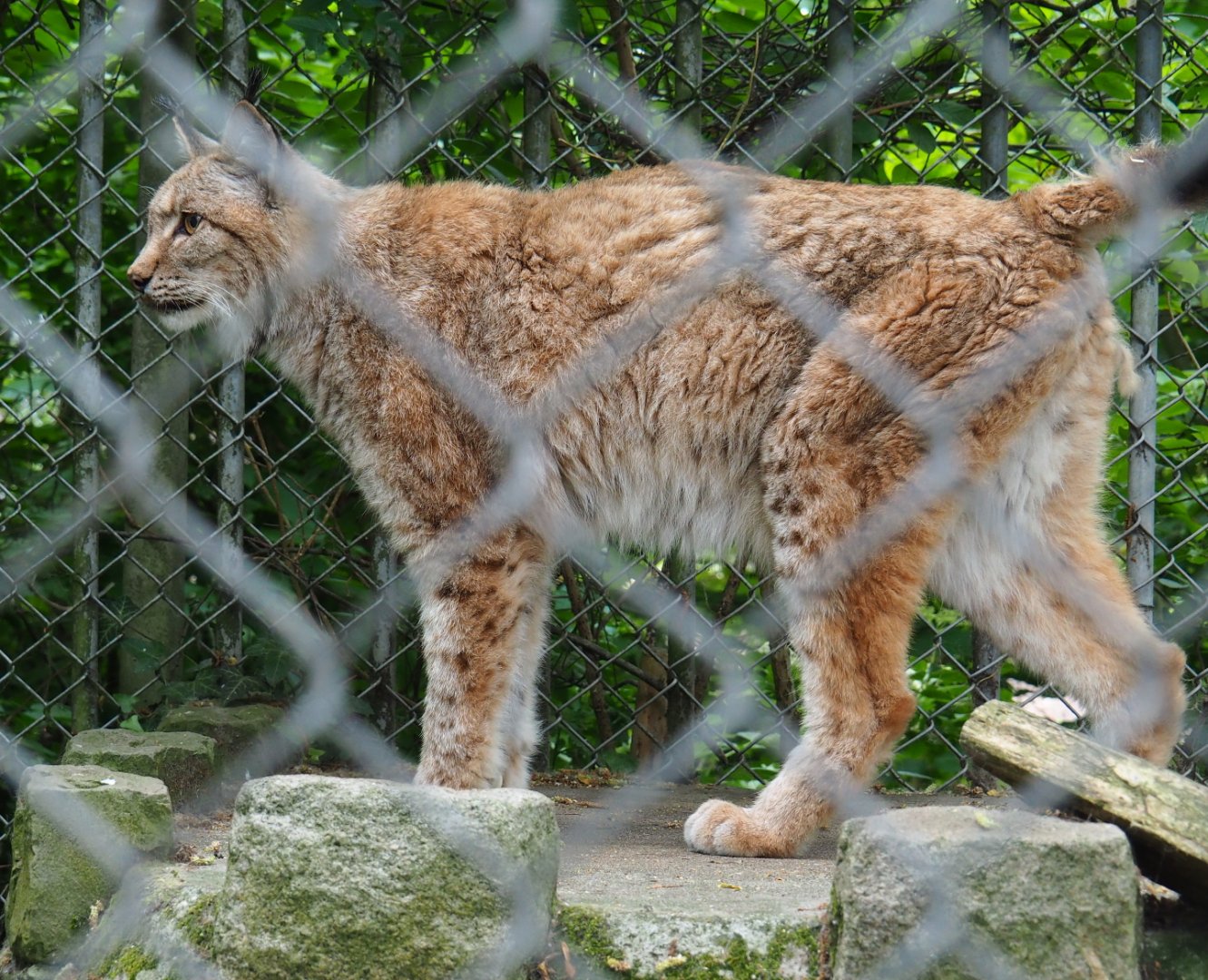 Eurasian lynx (Lynx lynx lynx), 2019-05-25