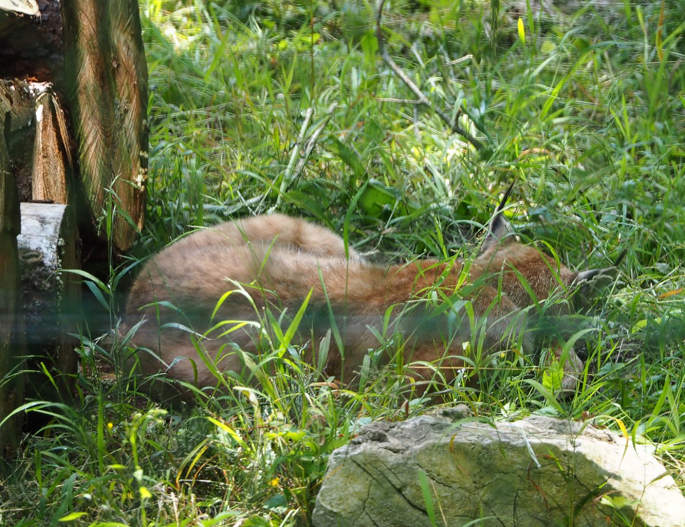 Eurasian lynx (Lynx lynx lynx), 2020-07-12