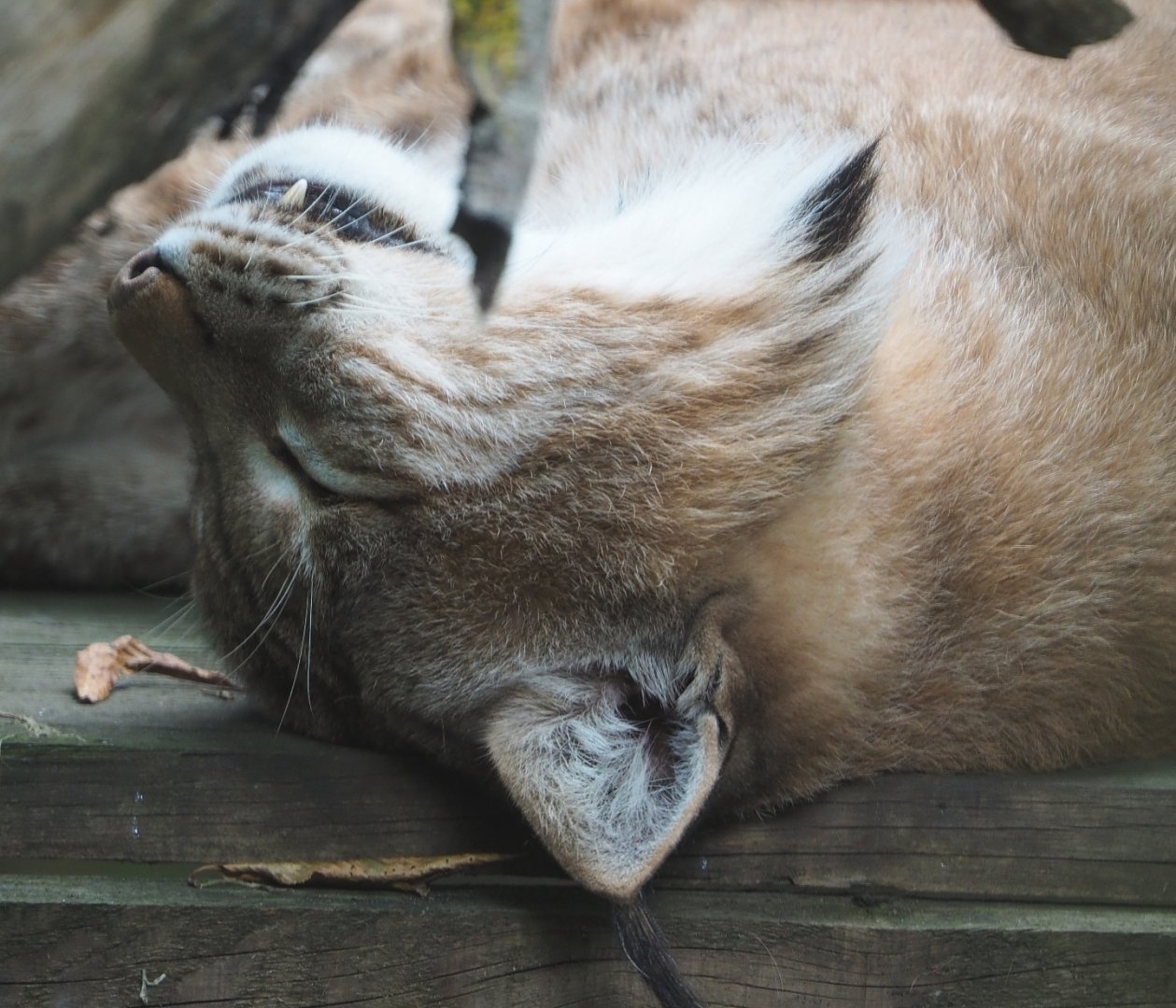 Eurasian lynx (Lynx lynx lynx), 2020-09-12