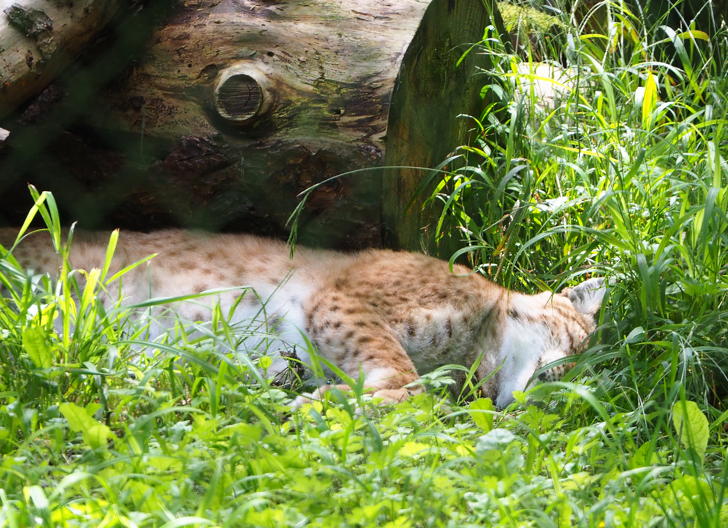 Eurasian lynx (Lynx lynx lynx), 2021-08-15