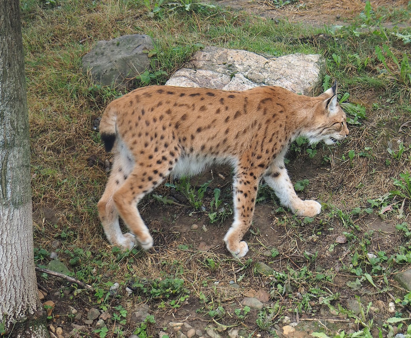 Eurasian lynx (Lynx lynx lynx), 2022-08-20