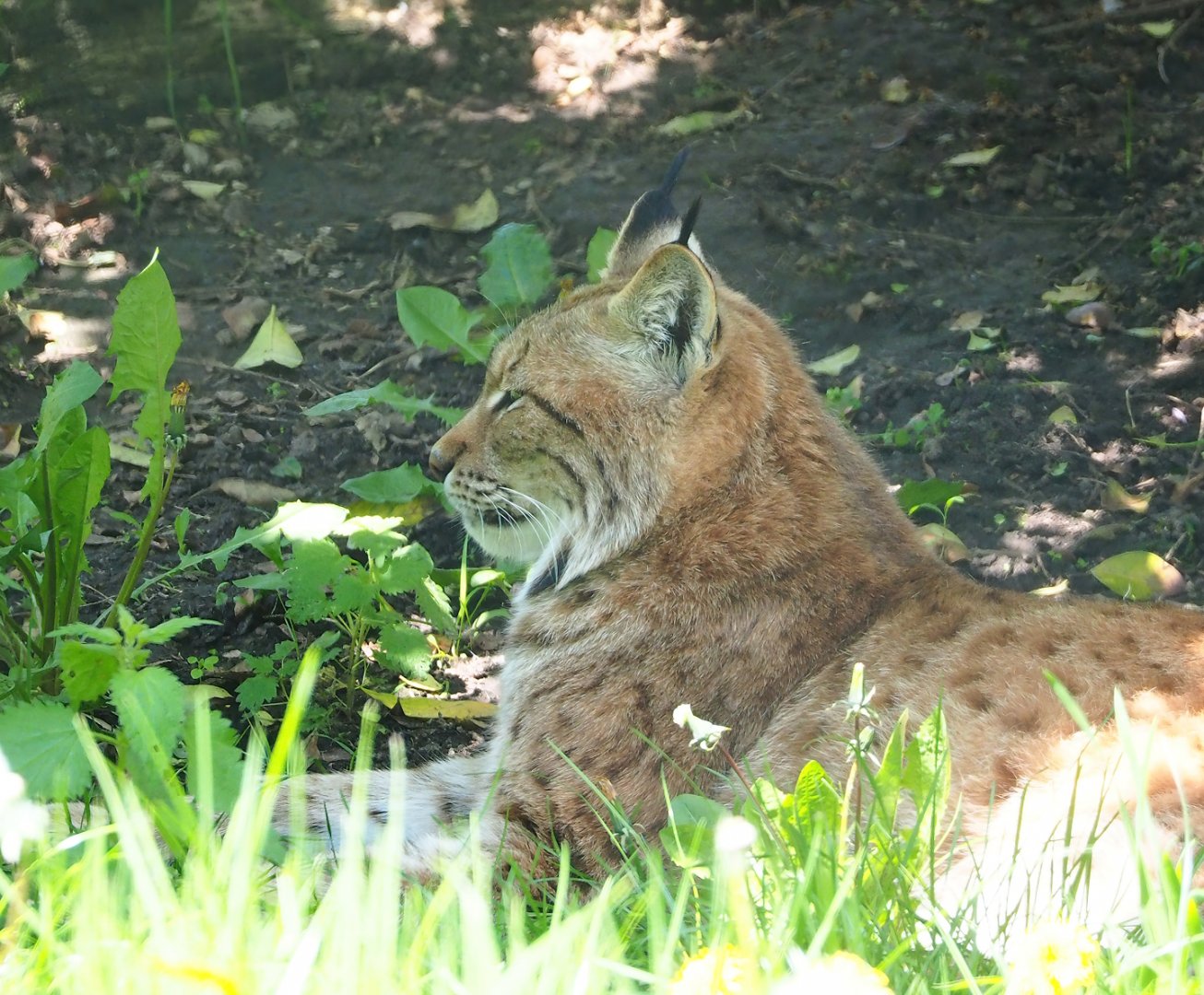 Eurasian lynx (Lynx lynx lynx), 2023-04-30