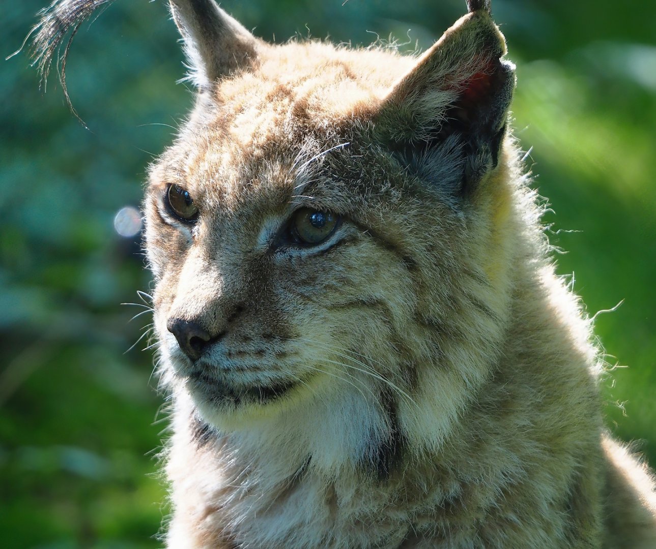 Eurasian lynx (Lynx lynx lynx), 2023-06-24