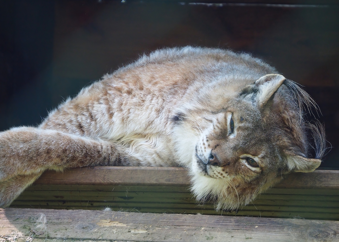 Eurasian lynx (Lynx lynx lynx), 2023-06-24