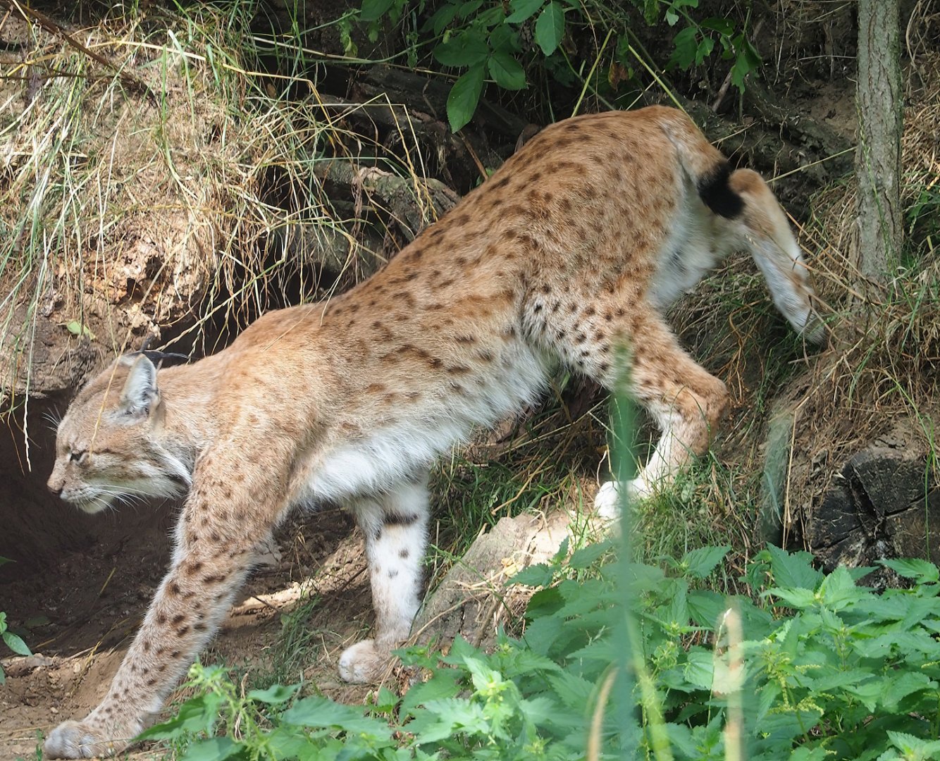 Eurasian lynx (Lynx lynx lynx), 2023-07-18
