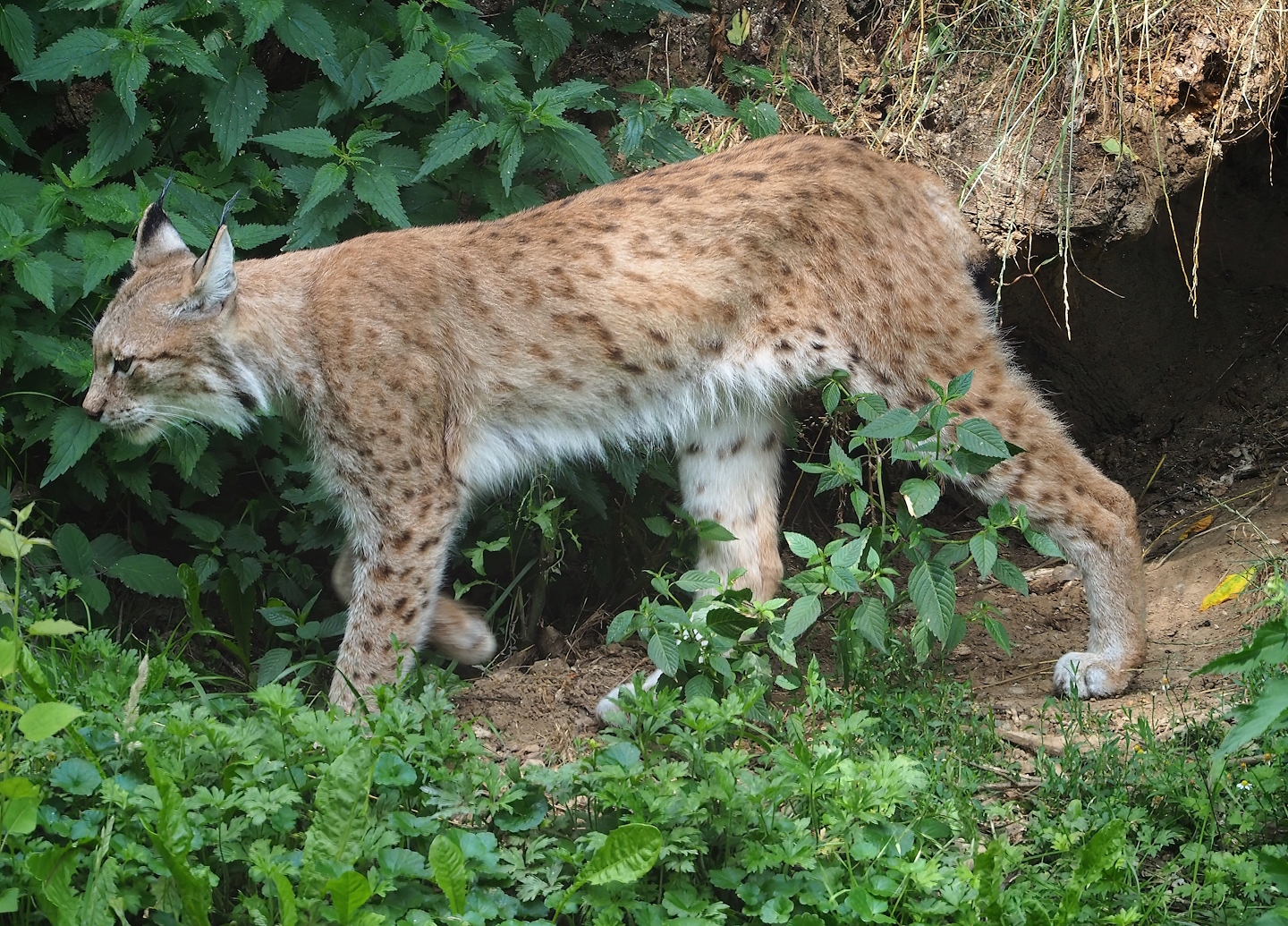 Eurasian lynx (Lynx lynx lynx), 2023-07-18