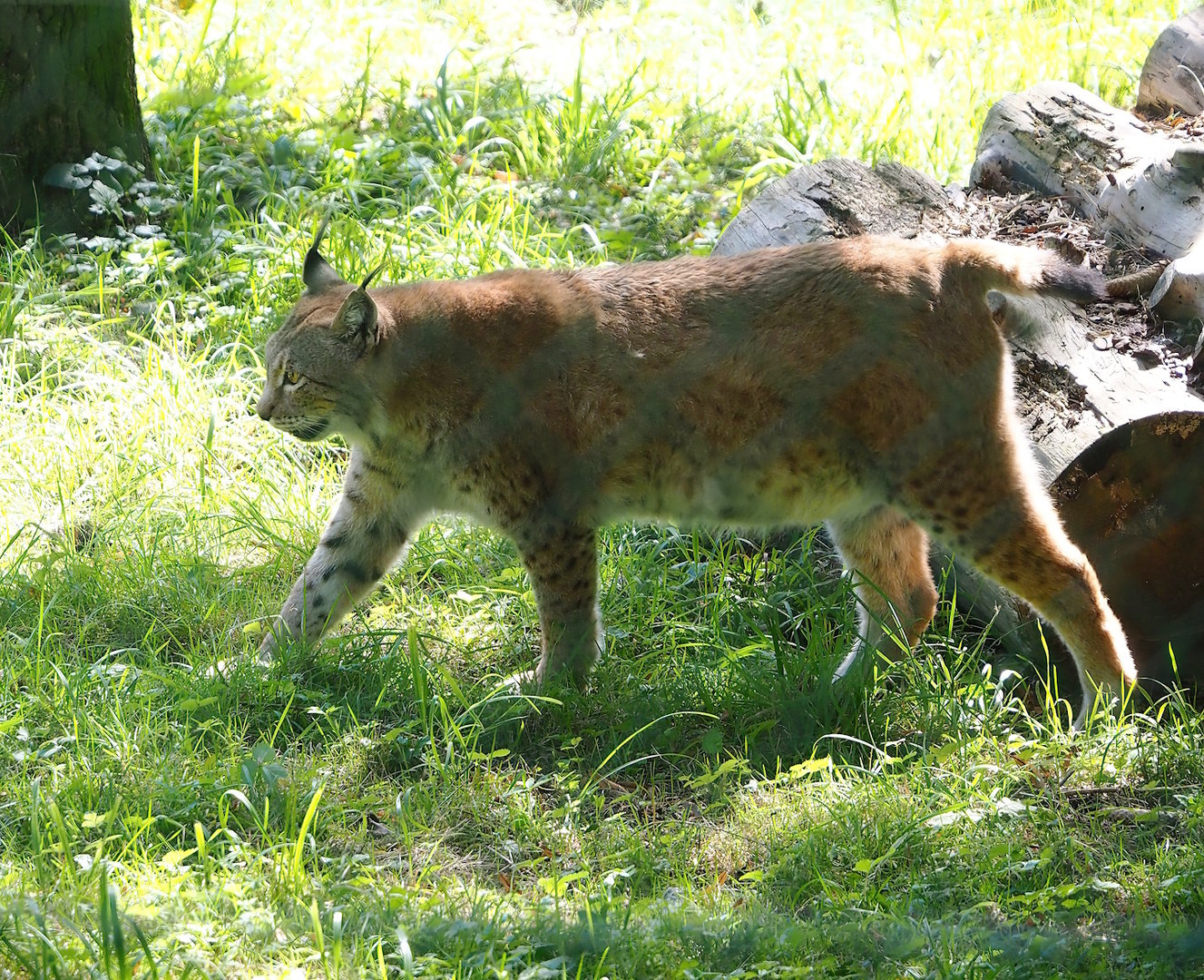 Eurasian lynx (Lynx lynx lynx), 2023-09-26