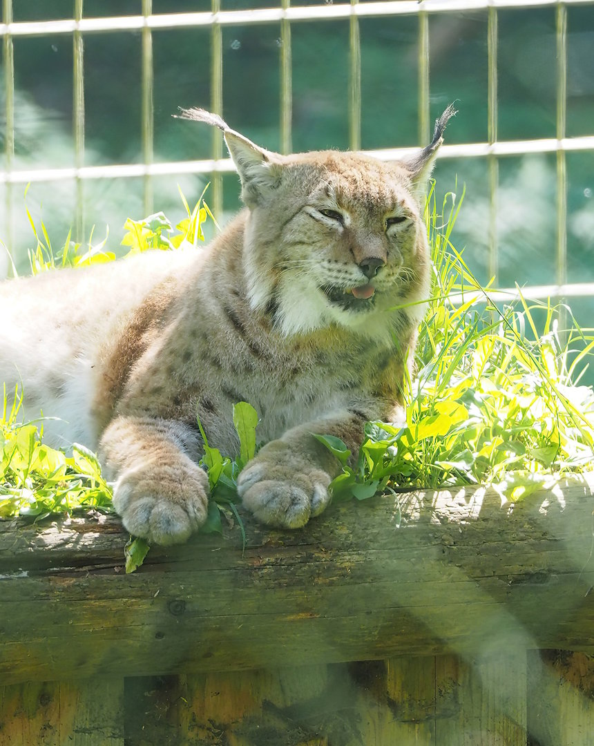 Eurasian lynx (Lynx lynx lynx), 2023-09-26