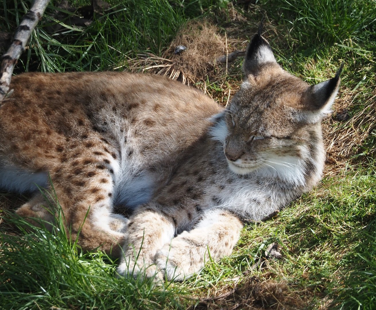 Eurasian lynx (Lynx lynx lynx), 2024-08-21