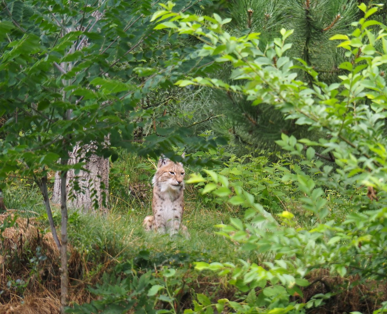 Eurasian lynx (Lynx lynx lynx) among lush vegetation, 2019-07-21