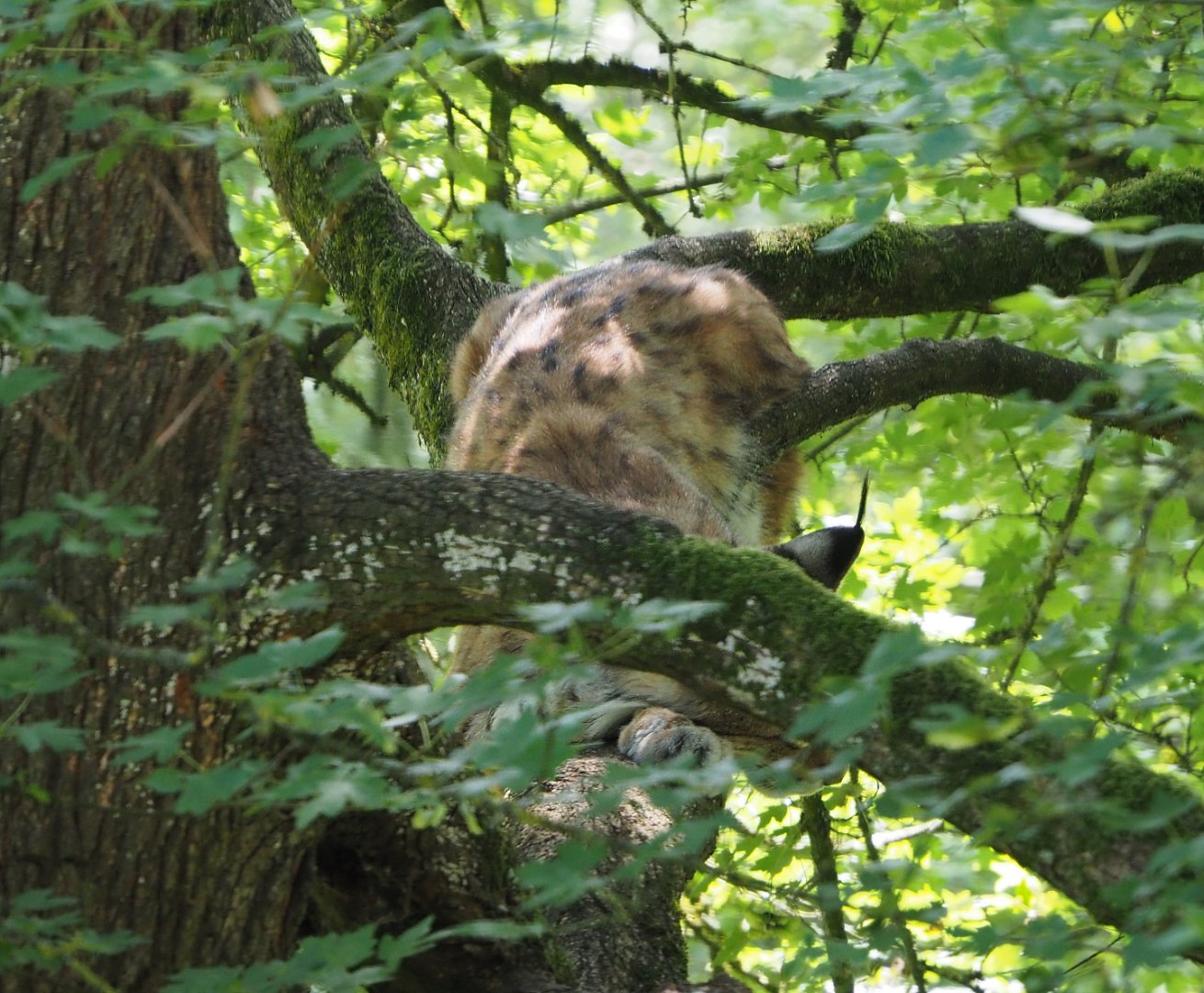 Eurasian lynx (Lynx lynx lynx) in a tree, 2020-07-12