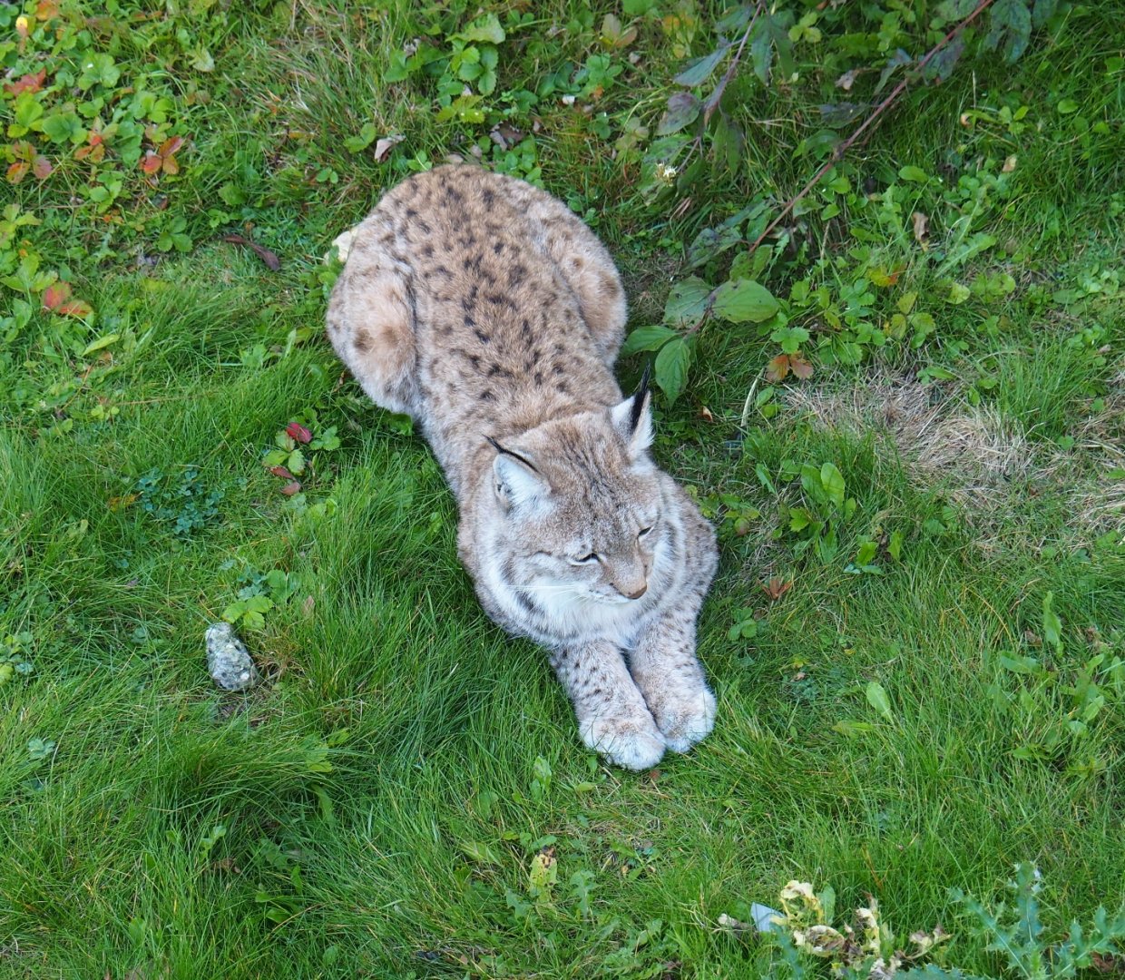 Eurasian lynx (Lynx lynx lynx), Oct 13th, 2018