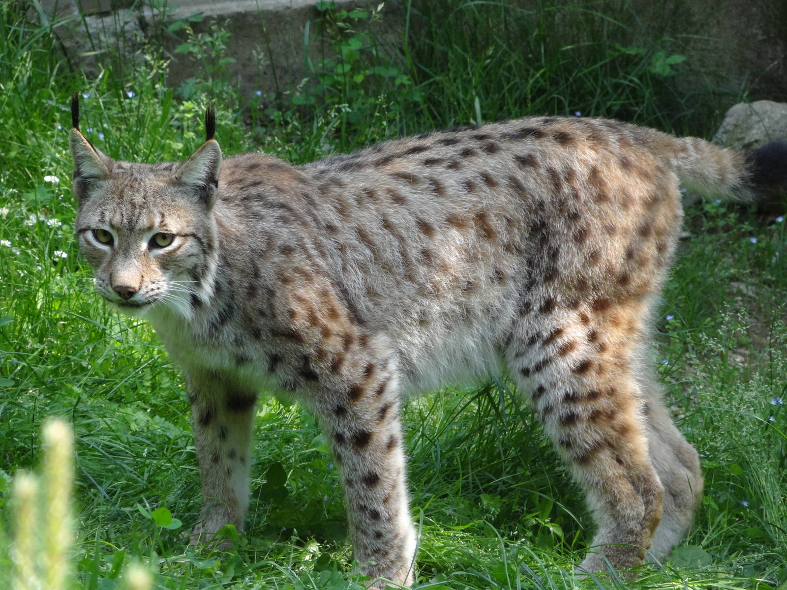 Eurasian lynx (Lynx lynx lynx)