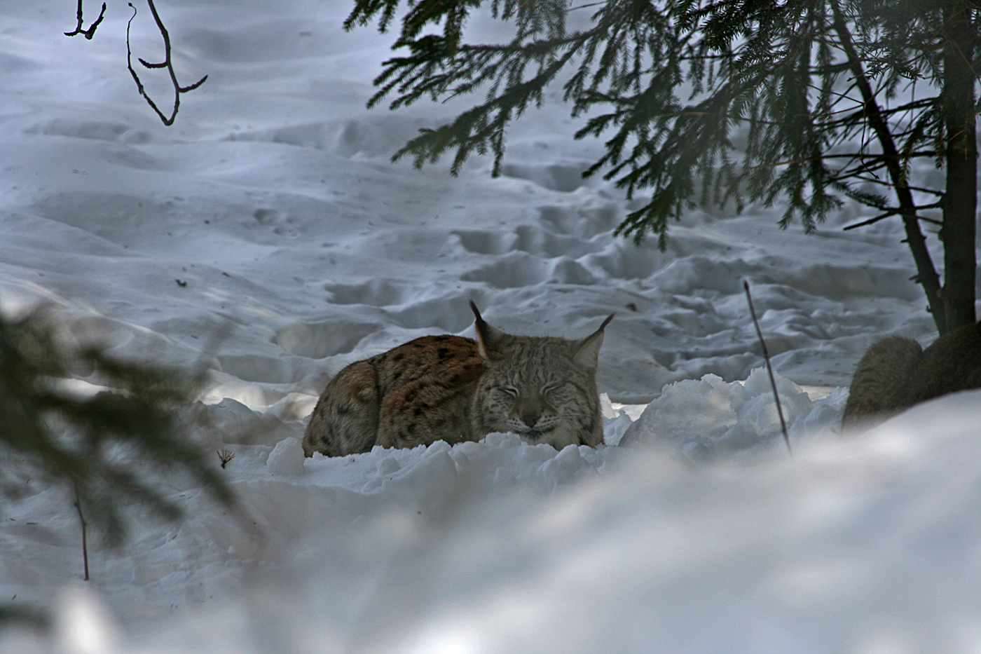 Eurasian lynx (Lynx lynx)