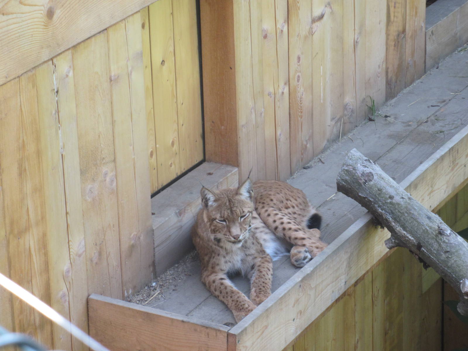 Eurasian lynx (Lynx lynx)