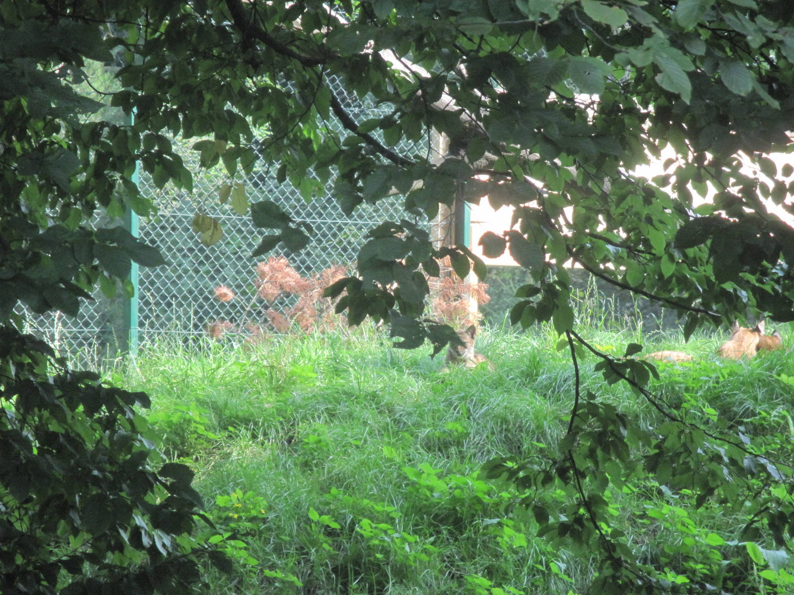 Eurasian lynx (Lynx lynx)