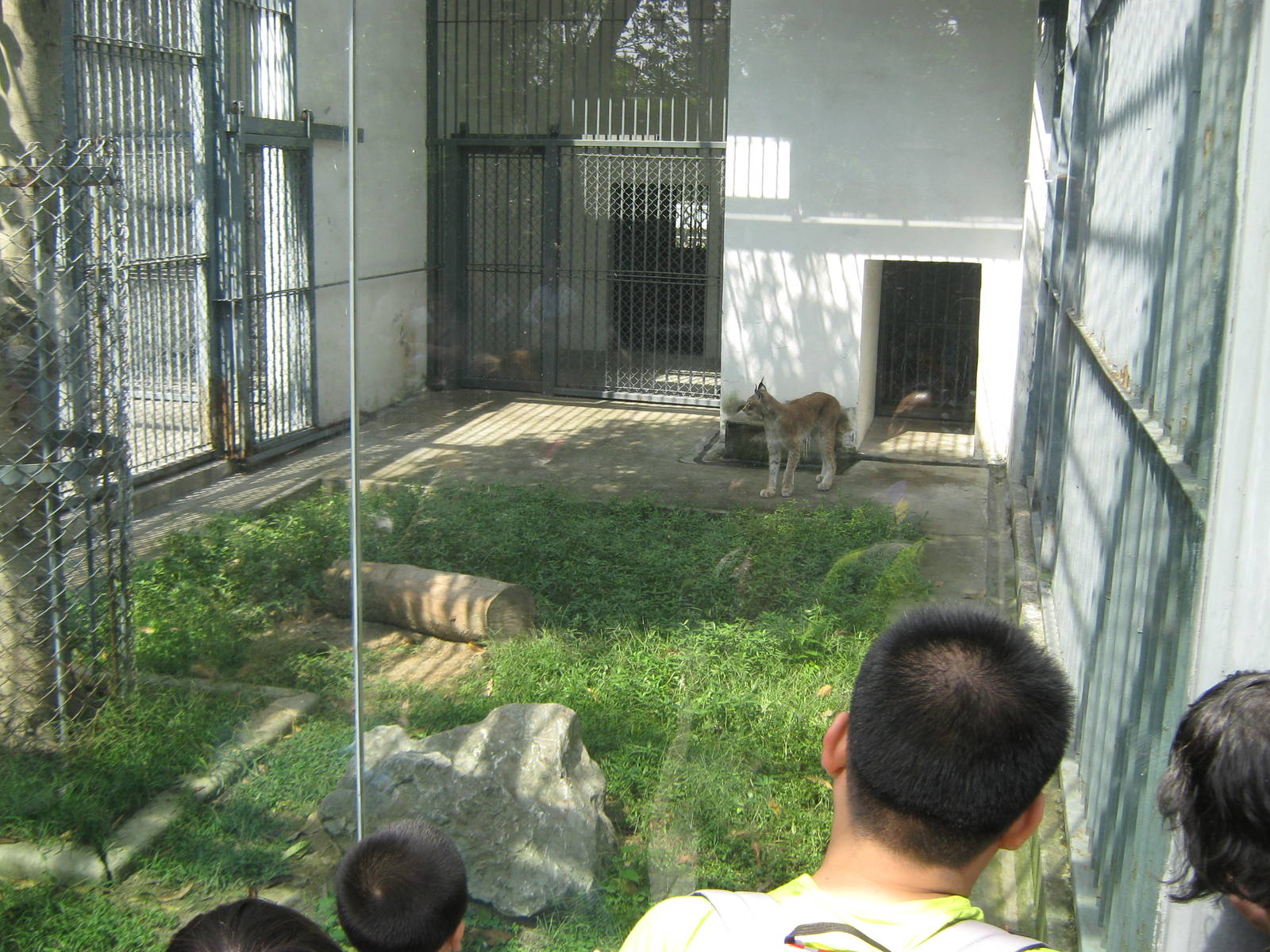 Eurasian lynx (Lynx lynx)
