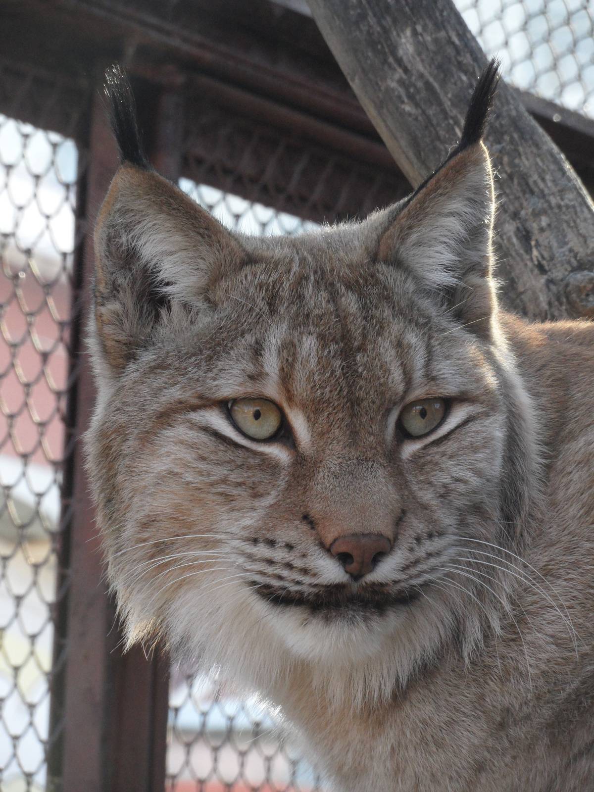 Eurasian lynx/Lynx lynx