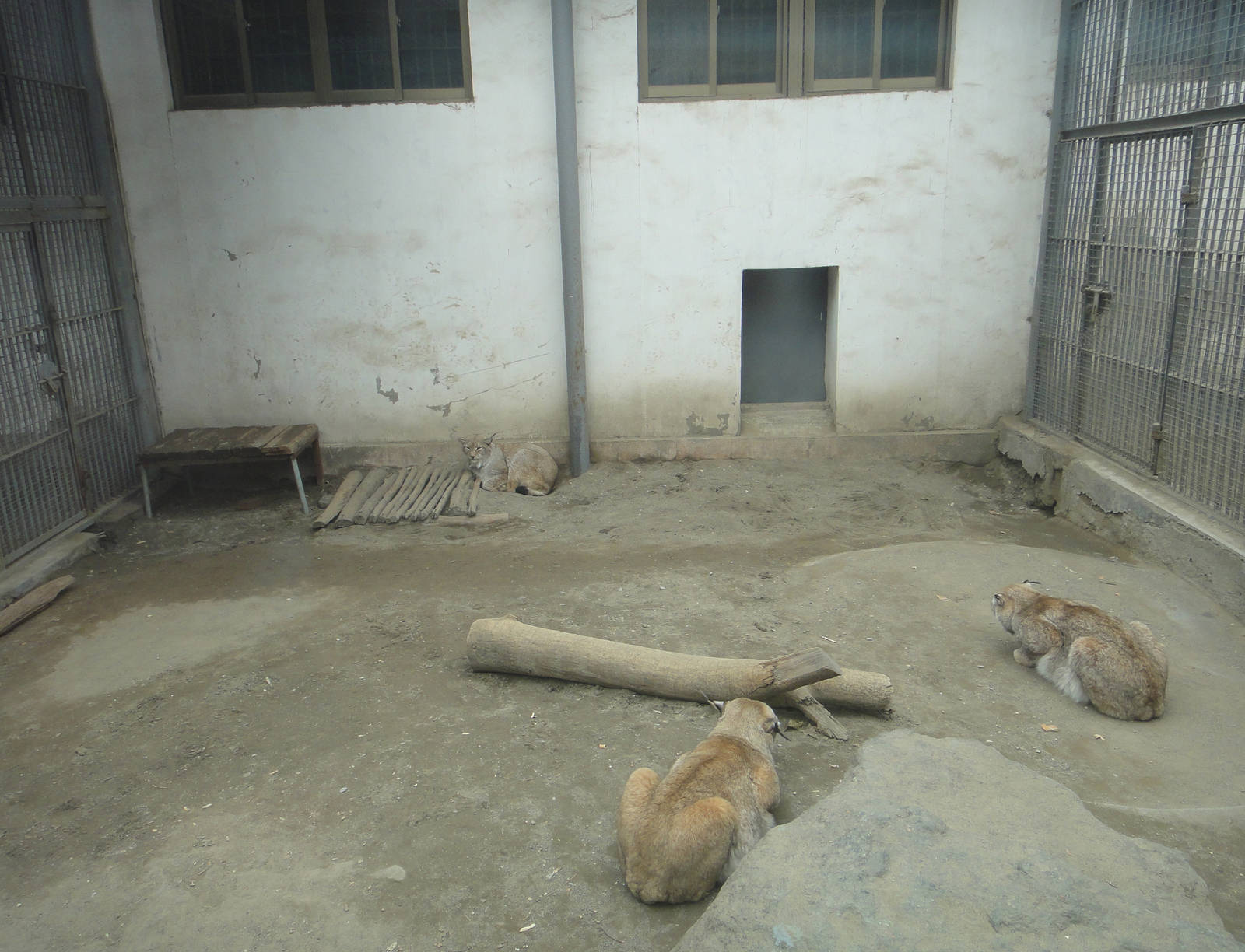 Eurasian lynx (Lynx lynx)